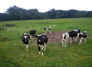 Steventon: Steventon Cows