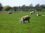 Youthwalk: Sheep May Safely Graze