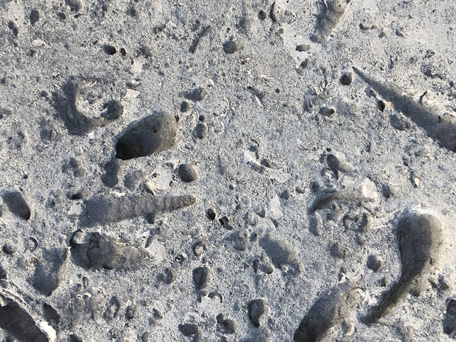 fossils in the Cobb